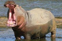 Aquila Game Reserve Safari with wine tasting, Transport & Lunch