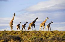 Aquila Game Reserve Safari with wine tasting, Transport & Lunch