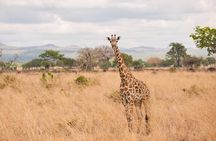 3 Days Private Mikumi National Park Wildlife Encounter Safari Tour