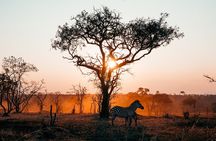 3 Days Private Mikumi National Park Wildlife Encounter Safari Tour