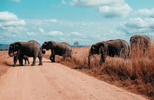3 Days Private Mikumi National Park Wildlife Encounter Safari Tour