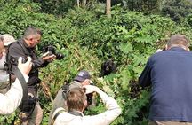 3-Day Private Gorilla Tour in Bwindi Impenetrable National Park