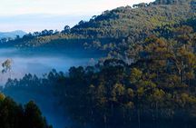 3-Day Private Gorilla Tour in Bwindi Impenetrable National Park