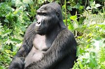 3-Day Private Gorilla Tour in Bwindi Impenetrable National Park