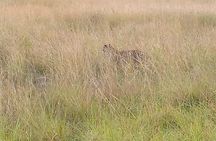 Kenya Volunteering Safari 