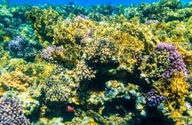 Tiran Island Snorkeling Excursion