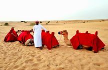 Camel Ride Safari in Red Dunes