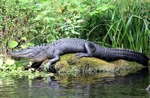Everglades Eco-Adventure Tour