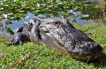 Everglades Eco-Adventure Tour