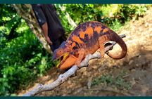Exclusive Private Tour to Lokobe National Park (Home of the dwarf chameleons)