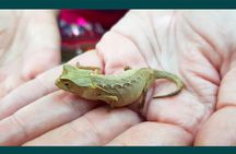 Exclusive Private Tour to Lokobe National Park (Home of the dwarf chameleons)