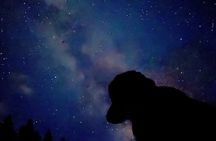 Canmore: Stargazing and Nature by Nightfall Walking Tour - 2hr 