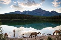 Banff PRIVATE Safari Drive and Custom Nature Walk -4H