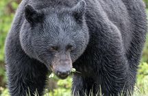 Banff PRIVATE Safari Drive and Custom Nature Walk -4H