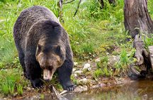 Canmore: Wilderness & Wildlife Tour - 2hr Walk 