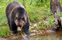 Wilderness and Wildlife Hiking Tour - 3hr Hike