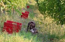 Wine Tour and Tasting with the Producer in the Monferrato-Classic