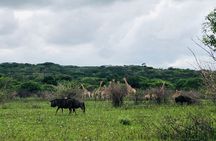 Maputo National Park (Maputo Special Reserve) Full-day Tour
