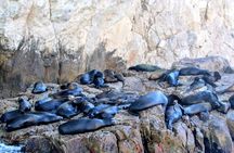 Snorkeling and whale watching Tour in Cabo 