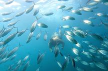 Snorkeling and whale watching Tour in Cabo 