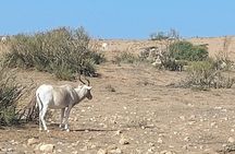 Souss Massa National Park Half Day Trip from Agadir