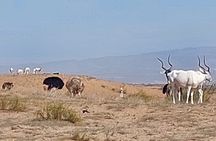 Souss Massa National Park Half Day Trip from Agadir