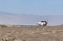 Souss Massa National Park Half Day Trip from Agadir