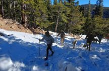 Guided hike in Rockies - Half Day Trip