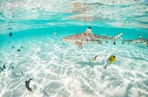 3-Hour Snorkeling Tour