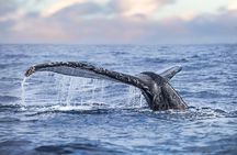 Kohola Whale Watching Excursion