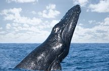 Kohola Whale Watching Excursion