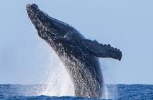 Kohola Whale Watching Excursion