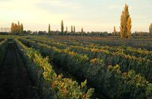 Wine paths