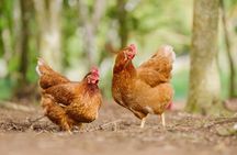 Liamuiga Natural Farm Tour