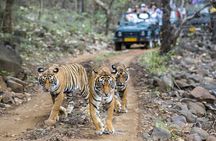 Private Guided Full-Day Ranthambore National Park Tour from Jaipur