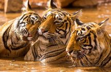 Private Guided Full-Day Ranthambore National Park Tour from Jaipur