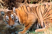 Private Guided Full-Day Ranthambore National Park Tour from Jaipur