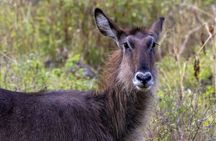 6 Days: Samburu Park, Lake Nakuru Park, Maasai Mara N Reserve