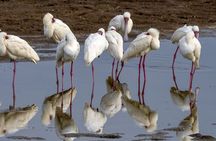 6 Days: Samburu Park, Lake Nakuru Park, Maasai Mara N Reserve