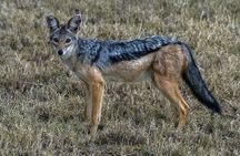 6 Days: Samburu Park, Lake Nakuru Park, Maasai Mara N Reserve