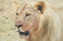 Nairobi national park drive (Small Group tour)