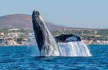 Whale Watching by Zodiac in Cabo San Lucas with Photos Included 
