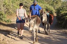 Sunset Pacific Donkey Hiking Tour