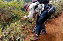 Cali: Bird Watching | Birding in the cloud forest at kilometer 18