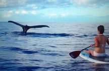 Private Paddleboard (SUP) Whale Watch! (All skill levels Welcome)