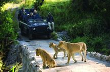 Private 12-Day Johannesburg, Kruger, Drakensberg, Cape Town Tour