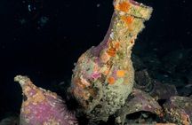 Scuba Diving Experience