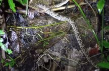 Tropical Hike in the Gandoca-Manzanillo wild life Refuge