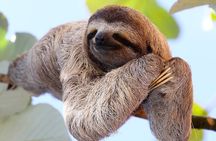 Rio Celeste Waterfall & Sloth Sanctuary/Day Tour from Guanacaste