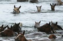 Chincoteague Pony Swim Kayak Tour 2025 with shuttle